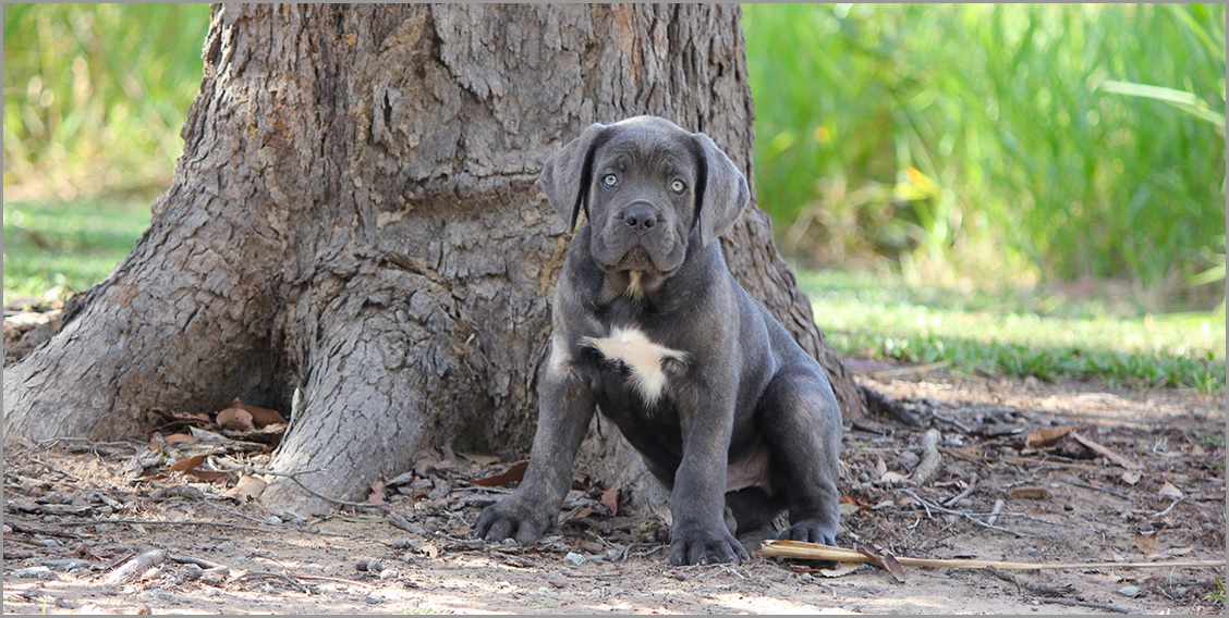 renombre cane corso