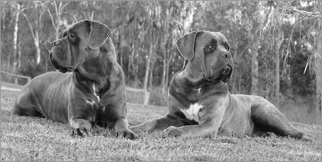 renombre cane corso